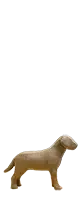 4activean-dog
